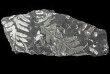 Wide Fossil Seed Fern Plate - Pennsylvania #79678-1
